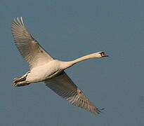 Cygne tuberculé