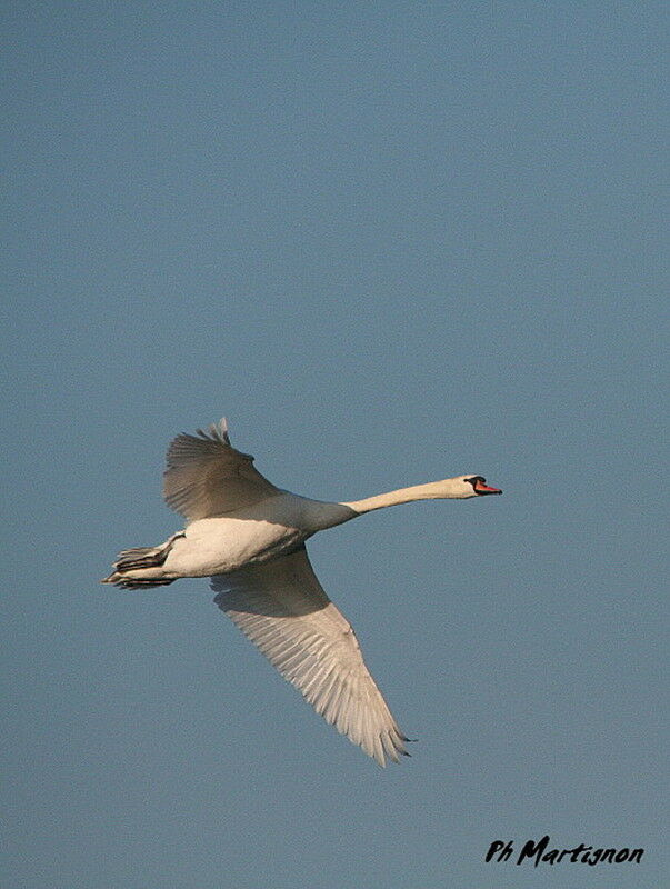 Mute Swan, Flight