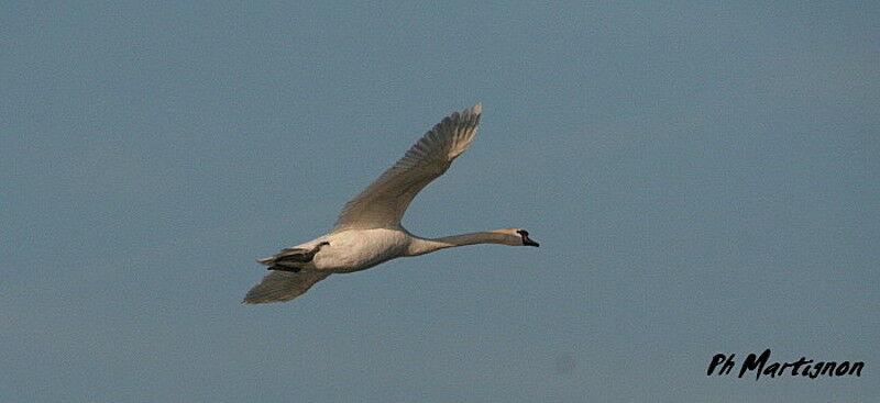 Cygne tuberculé, Vol