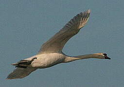 Cygne tuberculé