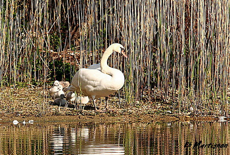 Mute Swan, identification, Behaviour