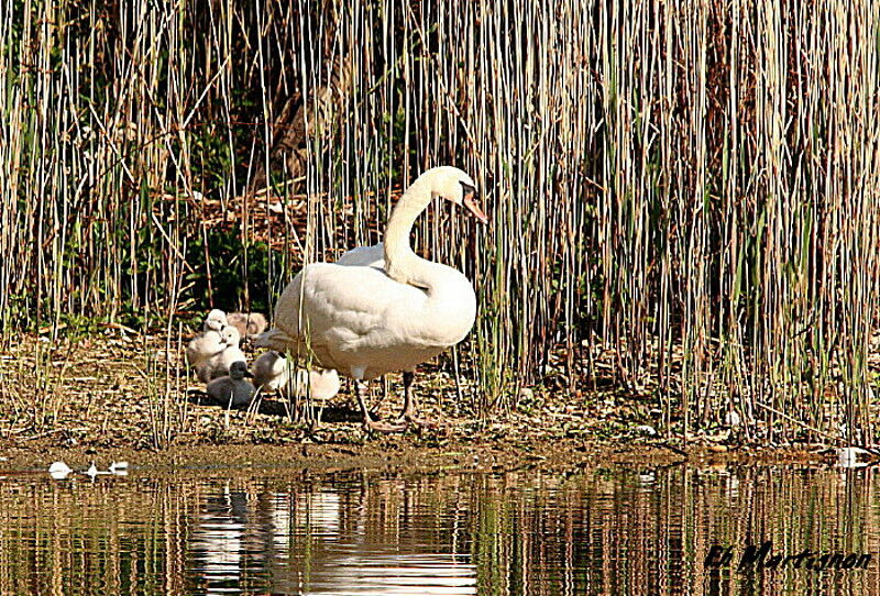 Cygne tuberculé, identification, Comportement