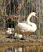 Cygne tuberculé