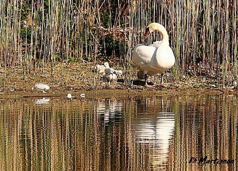 Cygne tuberculé, identification, Comportement