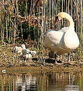 Cygne tuberculé