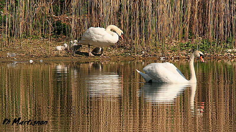 Cygne tuberculé, identification, Comportement