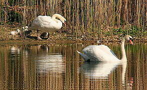 Cygne tuberculé