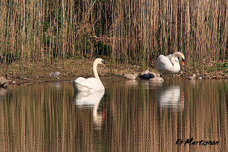 Cygne tuberculé, identification, Comportement