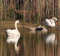 Cygne tuberculé