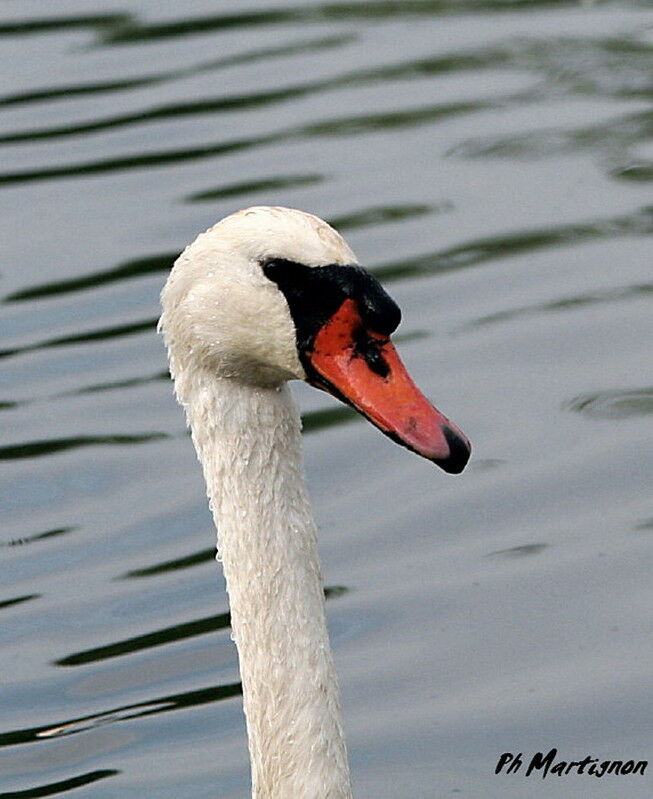 Cygne tuberculé