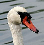 Mute Swan