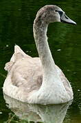 Cygne tuberculé