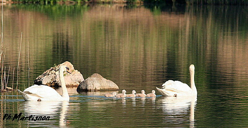 Mute Swan, identification, Behaviour