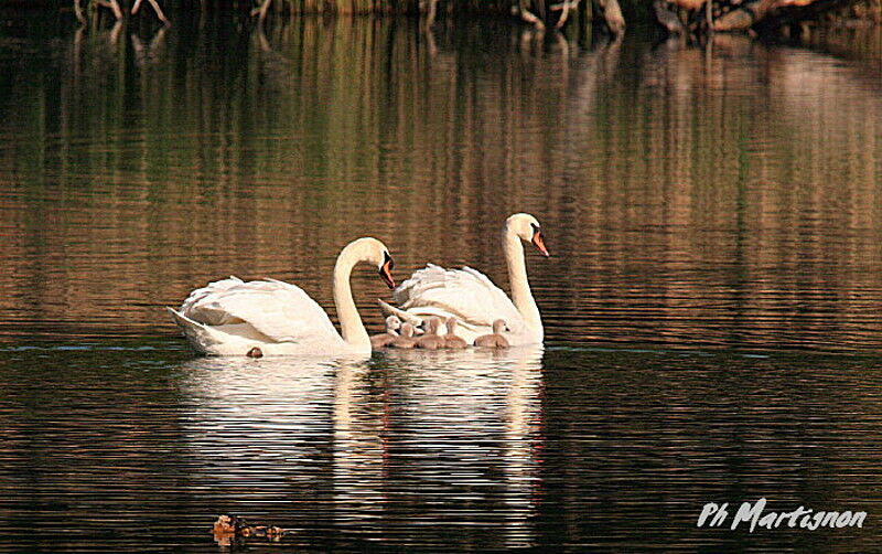 Mute Swan