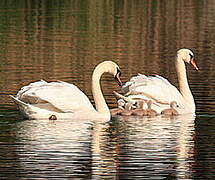 Mute Swan