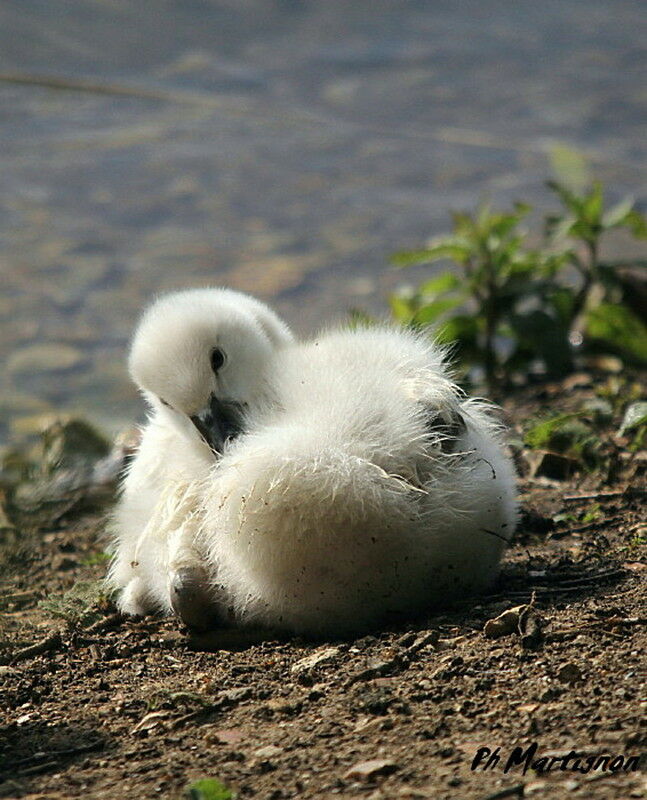 Cygne tuberculé