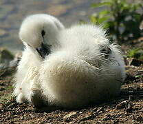 Cygne tuberculé