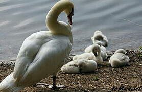 Mute Swan