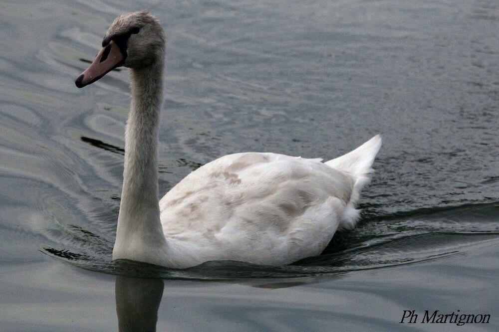 Cygne tuberculéimmature, identification, nage