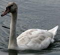 Cygne tuberculé