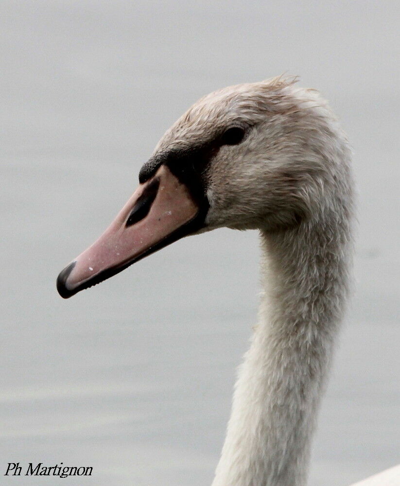 Mute Swanimmature, identification, close-up portrait