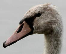 Mute Swan