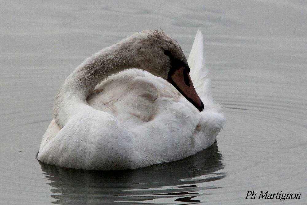 Cygne tuberculéimmature, identification