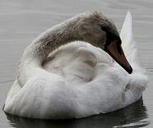 Cygne tuberculé