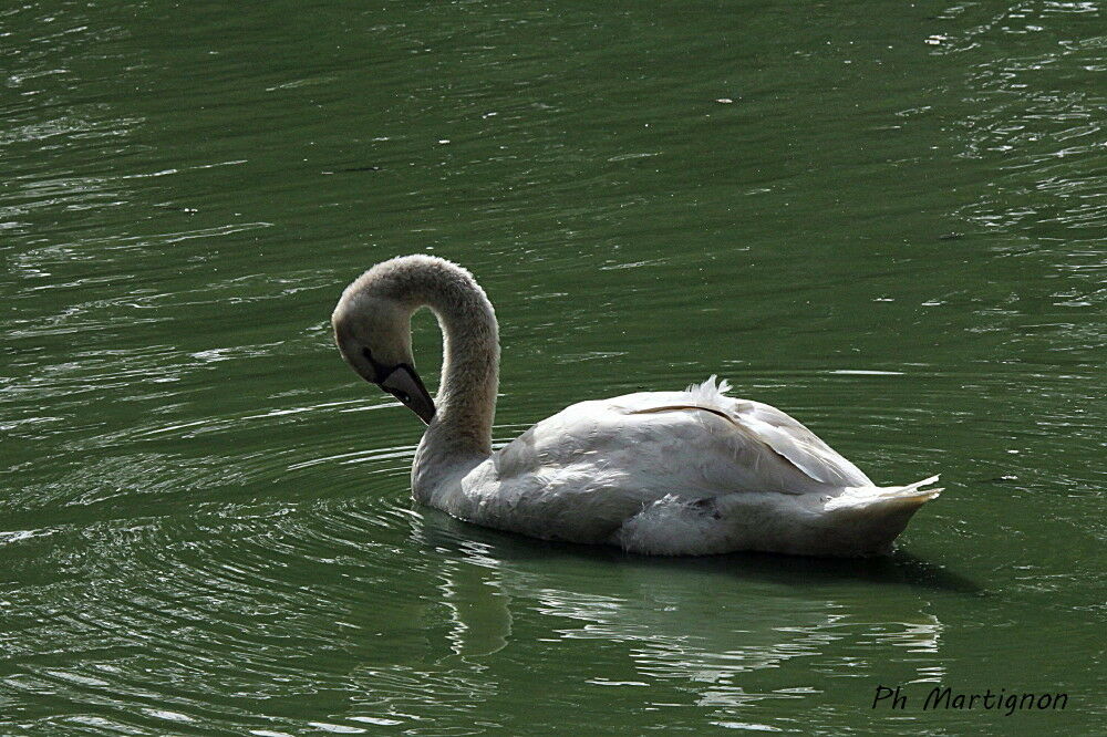 Mute Swan, identification