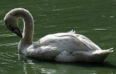 Cygne tuberculé