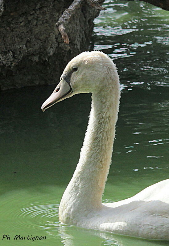 Mute Swan, habitat