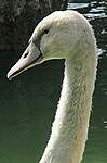 Cygne tuberculé