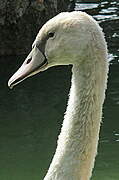 Mute Swan