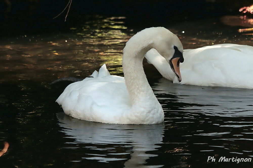 Cygne tuberculé, identification