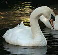 Cygne tuberculé