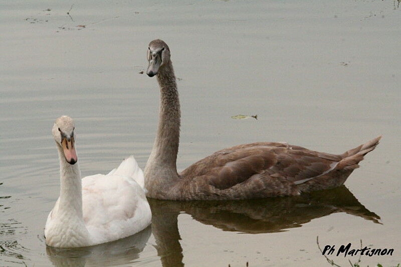 Mute Swanjuvenile, identification