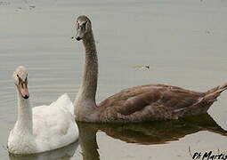 Cygne tuberculé