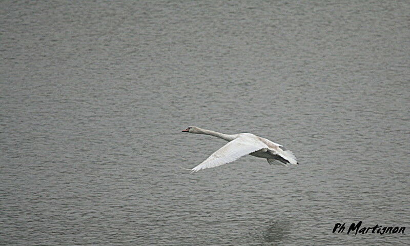 Mute Swan, Flight