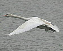 Cygne tuberculé