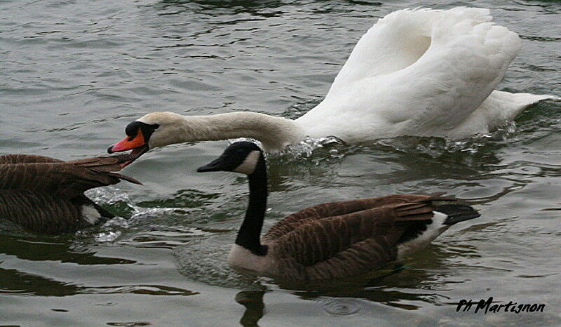 Cygne tuberculé, Comportement