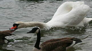 Cygne tuberculé