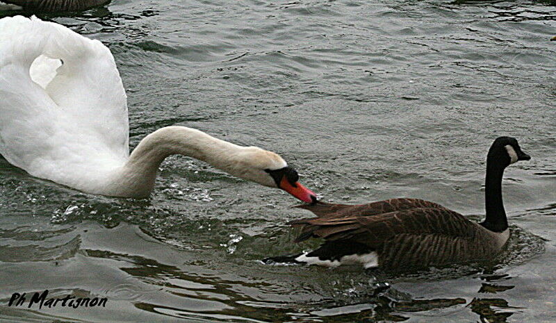 Cygne tuberculé, Comportement