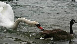 Mute Swan