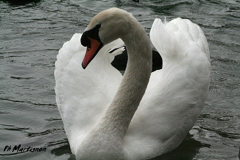 Cygne tuberculé, identification