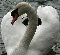 Cygne tuberculé