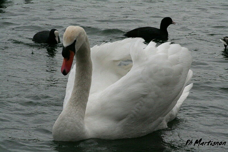 Cygne tuberculé, identification