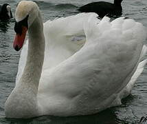 Cygne tuberculé