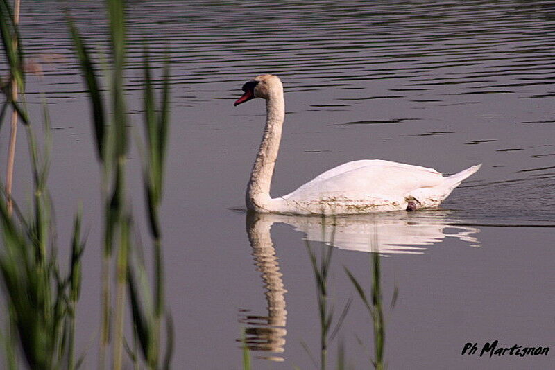 Cygne tuberculé, identification