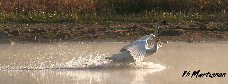 Mute Swan