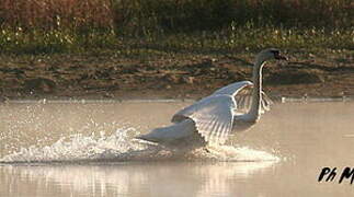 Cygne tuberculé